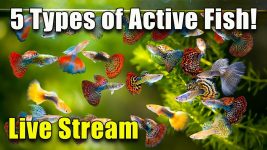 [LIVE]  5 Types of Active Fish For Your Aquarium and Fish Q&A! Plus a Giveaway!