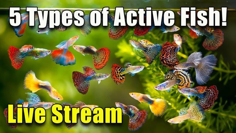 [LIVE]  5 Types of Active Fish For Your Aquarium and Fish Q&A! Plus a Giveaway!