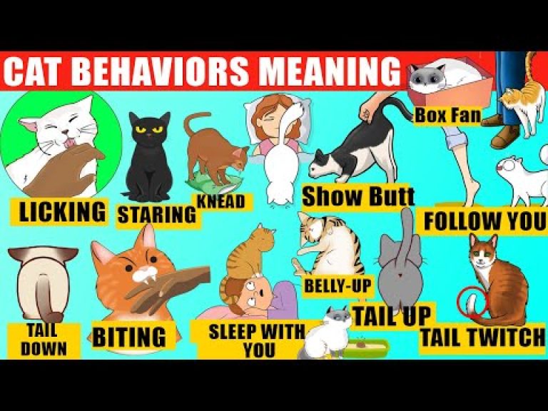 Strange Cat Behaviors Explained (Compilation). Cat Body Language. Jaw-Dropping Facts about Cats