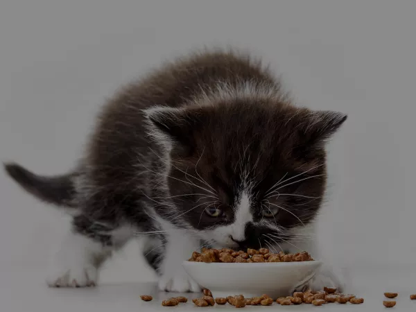 Nourish Your Feline Friend