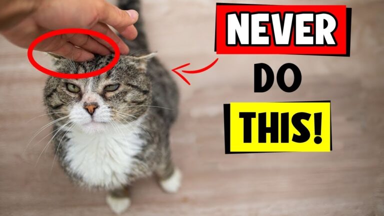 10 Things Cats HATE More Than Being PICKED UP! 😾