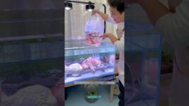 A Fish Tank Made for Cats and Healthier Fish!