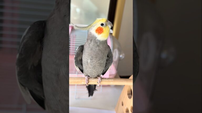 Adorable Cockatiel Larry's Cute Singing Moments 🥰🎶🦜 #cockatielscraze #birdsinging #cutepets