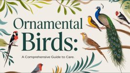 🐦✨ The Ultimate Guide to Ornamental Birds: Types, Care & Breeding Tips 🏡🌿