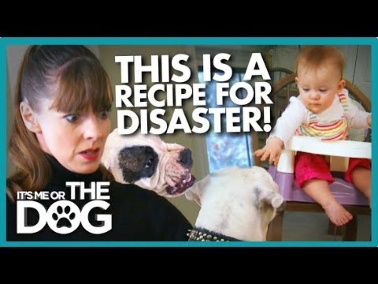 Aggressive Bull-Dogs Attack Children | It's Me or The Dog USA