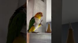 Caique #animals #cute