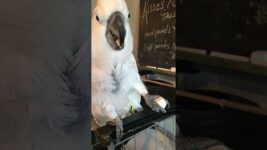Cockatoo asked to choose – chalk or pineapple