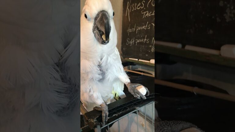 Cockatoo asked to choose – chalk or pineapple