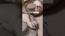 Famous Cat Breeds in Turkey | Turkish van and Turkish angora #shortsvideo #catfactoid #facts