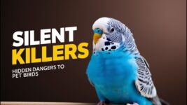 It Will Kill Your Bird! | Most Common Pet Bird HEALTH Issues You Should Know