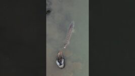 Monsters ARE real! Giant White Sturgeon | #sturgeon #fishing #britishcolumbia