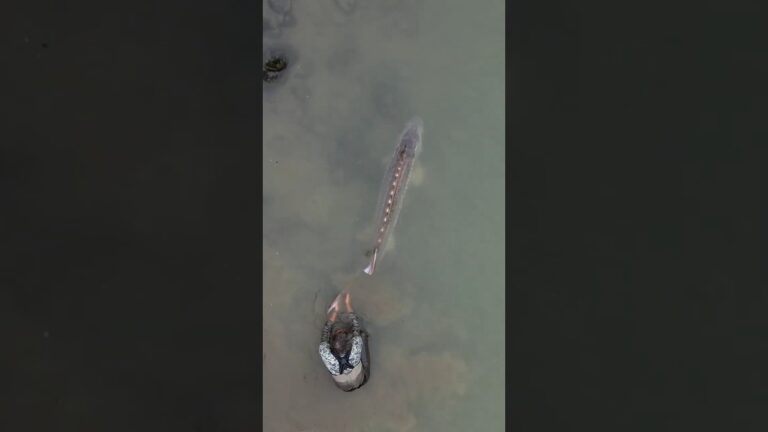 Monsters ARE real! Giant White Sturgeon | #sturgeon #fishing #britishcolumbia