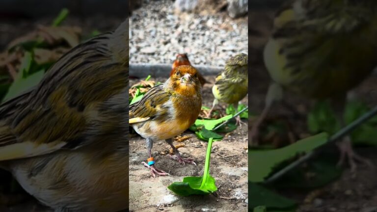 My outdoor aviary birds | finch | canary | #paradiseparkaviary #birds #aviary #aviarybirds