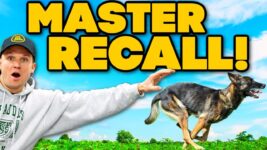 Train your dog to come to you no matter what