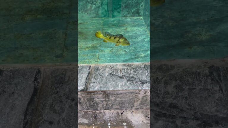 What I'm most afraid of is the fish – feeding session. They eat so ferociously. #koi #fish#pets