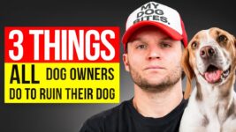 3 Things ALL Dog Owners Do To Ruin Their Dog- Dog Training Video