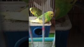 DIFFERENT TYPES OF SOUND #BODGIES SOUND #BIRDS SOUND