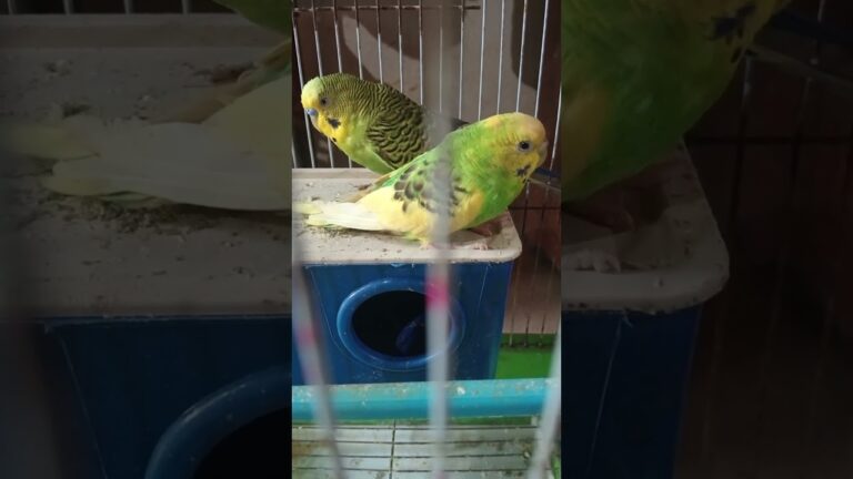 DIFFERENT TYPES OF SOUND #BODGIES SOUND #BIRDS SOUND