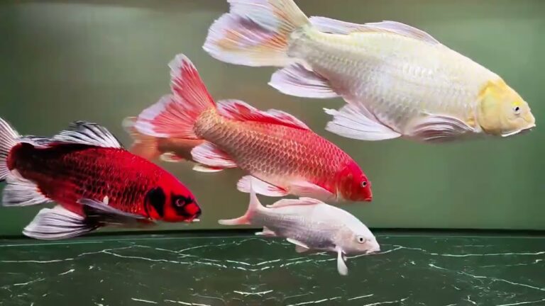 Get one fish of each color. Isn't it kind of cute?#koi #fish