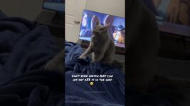 Interrupt your cat while making “sin biscuit”🥹#fyp #cat #behavior #catlover #catsoftiktok