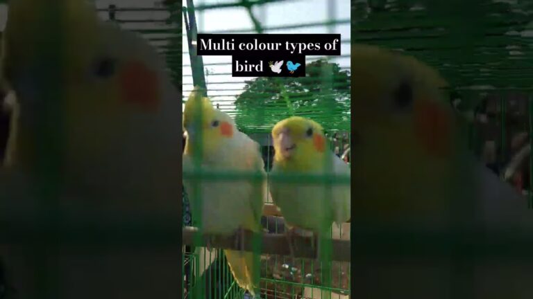 Multicolored types of 🐦 🕊️#shorts#birds