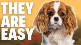 Top 5 Dog Breeds for First-Time Owners | Easy To Own Dog Breeds