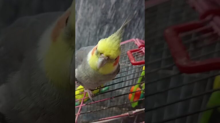 ❤️❤️❤️❤️#birds #meetho #cockatiel #parrot #cute #pets #sweet # our meetho 🥰🥰🥰🥰