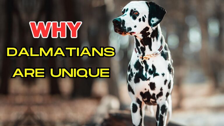 7 WAYS DALMATIAN DOGS ARE DIFFERENT FROM OTHER DOGS