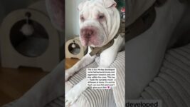 @the_wrinkled_life: #doglover #dog #dogs #puppy