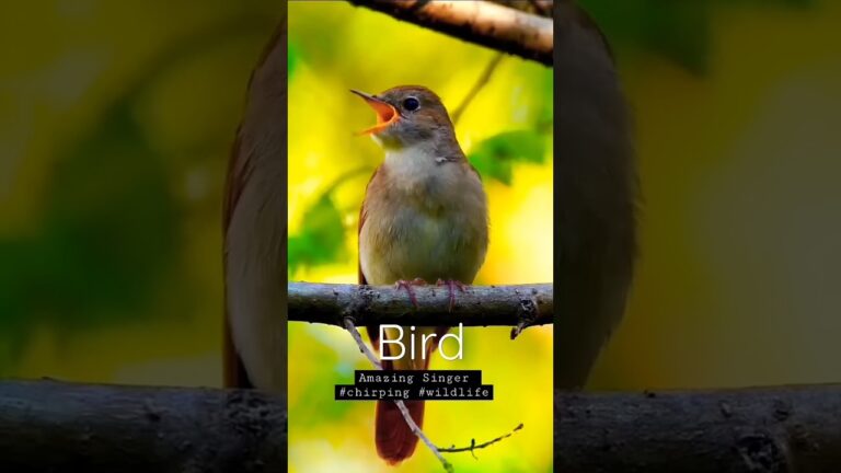 Amazing singing bird #birds #nature #birdslover #birdsounds #animals #viralvideo #blinkzo #remix