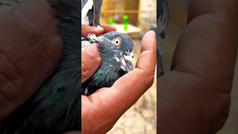 Birds health care in winter 🥶 #pigeon #motivation #birds #kabootar #jaipurtonkpigeons #birdlife