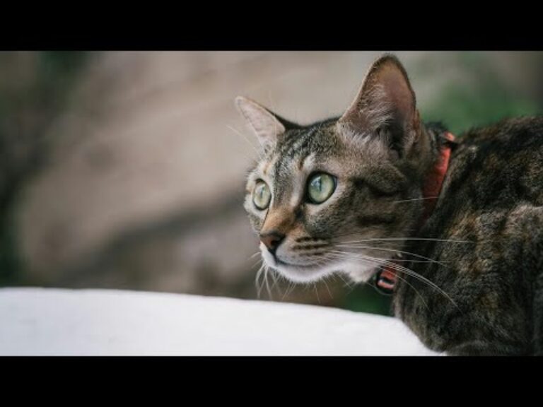 “Caring for cats shows love; they give affection and deserve care.” #Cats