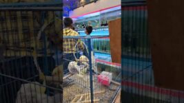 Different Types of Fancy Bird #birds #barishal