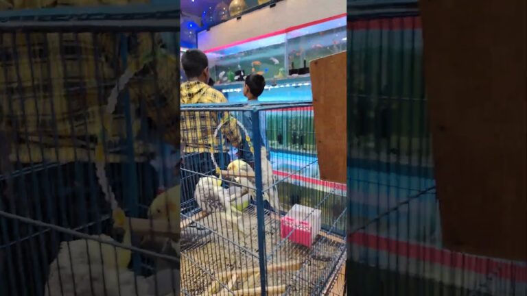 Different Types of Fancy Bird #birds #barishal