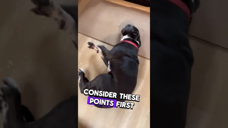 ⚠️ Dog Facing SEIZURE Epilepsy Attack #animalcare #dogs #health