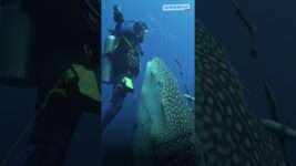 Epic Transformations: Whale Shark, Sturgeon & Jellyfish 🦈🐟🌊 #OceanLife #AnimalGrowth #NatureShorts