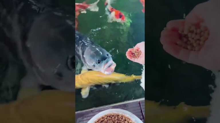 Goldfish that love to eat fish feed, come and have a look!#koi #fish #goldfish #pets