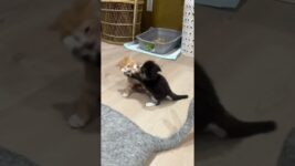 I love it 😀 #cats #cat #kitten