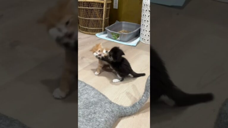 I love it 😀 #cats #cat #kitten