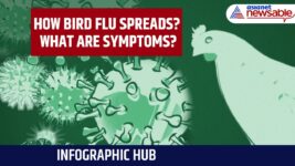 Infographic Hub | Bird Flu Outbreak in US: How It Spreads? What are Symptoms?