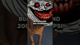 PITBULL VS DOG BREEDS BITE FORCE COMPARISON #pitbull #dog #doglover #edit #shortsvideo