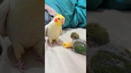 Pete the tiel is giving a masterclass in Peekaboo to a lovebird chick! 🫣🥰🦜 #cockatielscraze