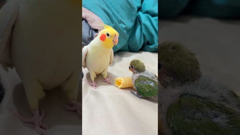 Pete the tiel is giving a masterclass in Peekaboo to a lovebird chick! 🫣🥰🦜 #cockatielscraze