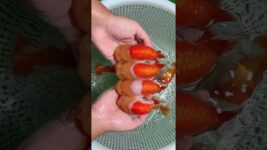 Teletubbies fish? Are there anyone who likes them?#koi #fish #pets #american