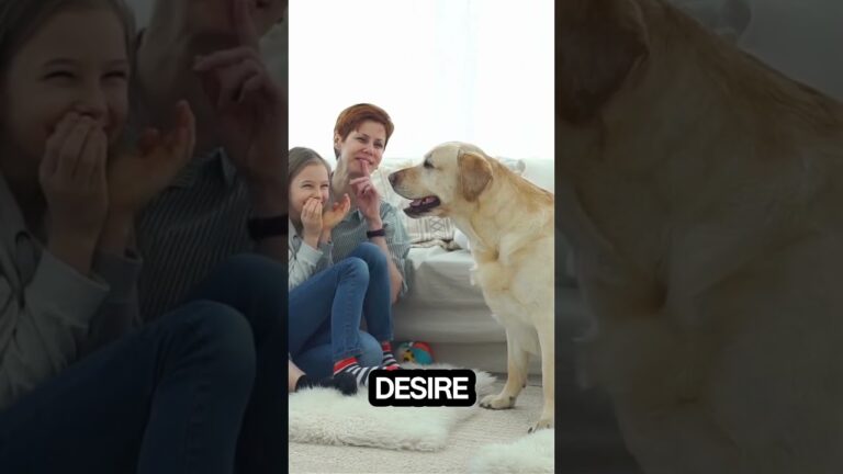 The Story Behind Planet The Dogs: Caring for Oscar, Inspiring Dog Lovers