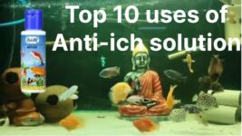 Top 10 uses of : Anti-Ich solution | Aquarium information series part 1