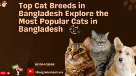 Top Cat Breeds in Bangladesh  Explore the Most Popular Cats in Bangladesh #Bangladesh Pet Care