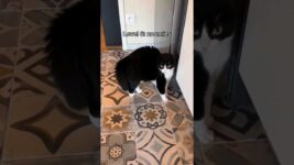 cats behavior getting funnier 🤣