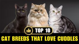10 Cat Breeds That Love Cuddles More Than You Do