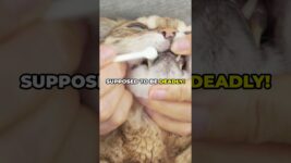 5 mistakes CAT OWNERS make! #cat #didyouknow #pets #cats #catlover #catvideos #kitten #catshorts